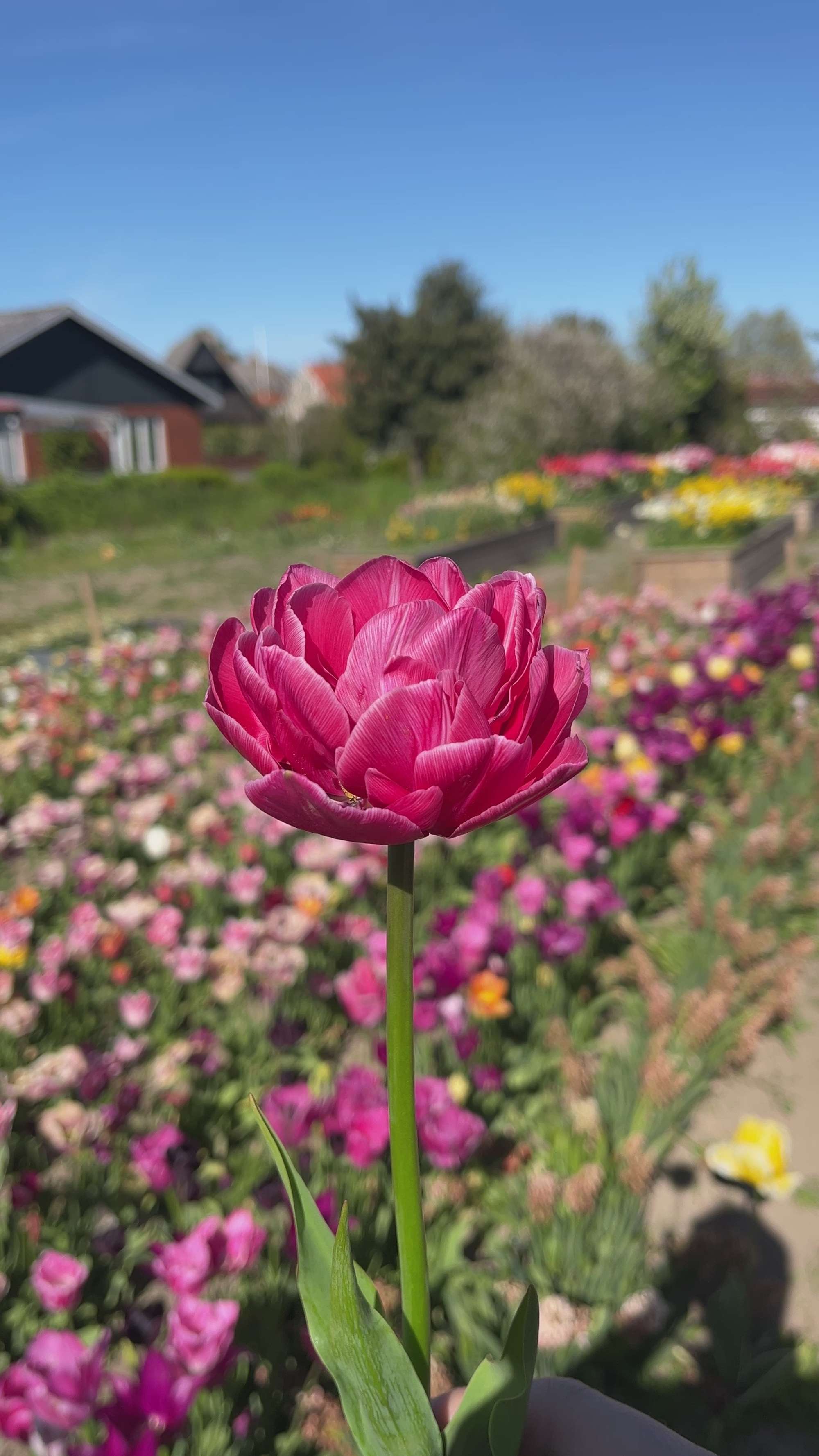 Tulpe 'Aveyron'